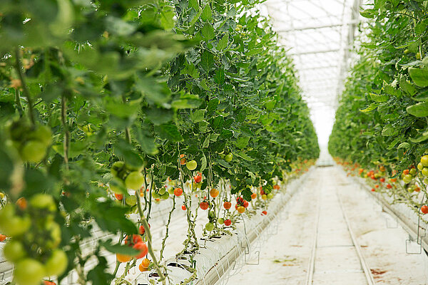 Tomato plants growing in a greenhouse